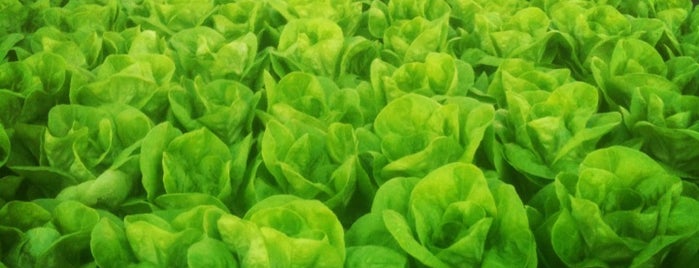 Sky Vegetables Greenhouse is one of Jordan : понравившиеся места.