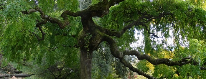 Jardin Botanique is one of Orte, die Oxana gefallen.