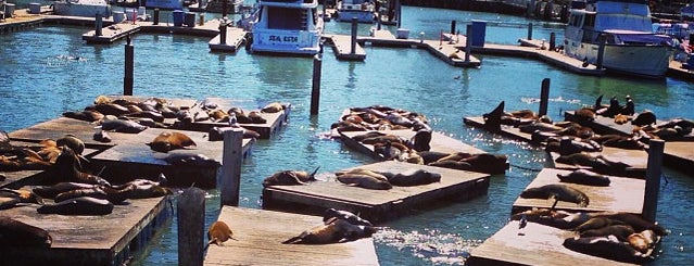 Sea Lions is one of Favorite SF Bay Area haunts.
