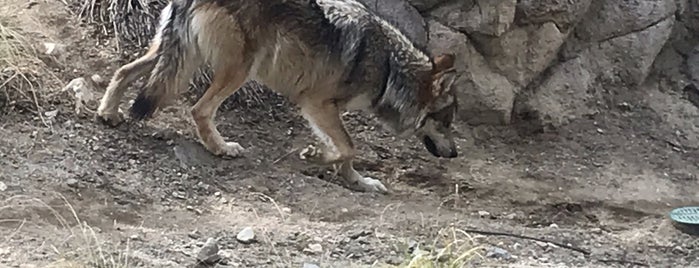 Mexican Wolf Exhibit is one of Tempat yang Disukai Ryan.