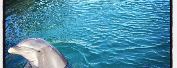 Dolphin Discovery is one of México (Riviera Maya).