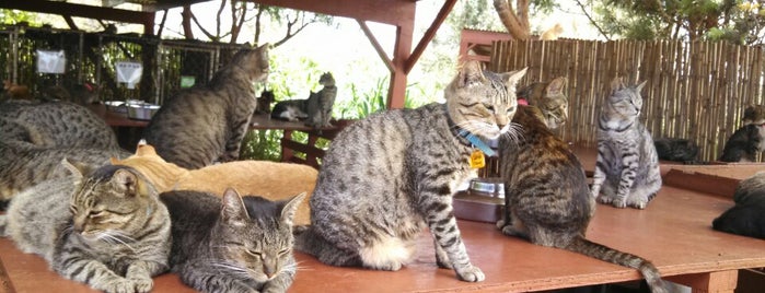 Lanai Animal Rescue Center is one of Cats in Hawai‘i.
