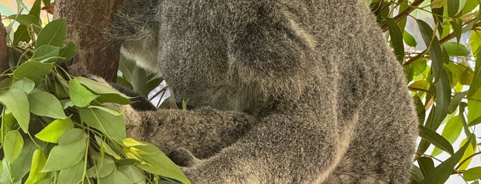 Kuranda Koala Gardens is one of AUSTRALIA.