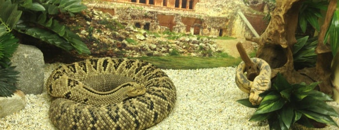 Serpentario del Zoológico de Chapultepec is one of Eloy'un Beğendiği Mekanlar.