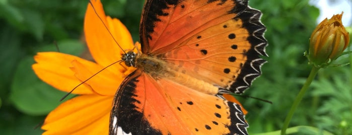 Entopia by Penang Butterfly Farm is one of Playing in Penang.