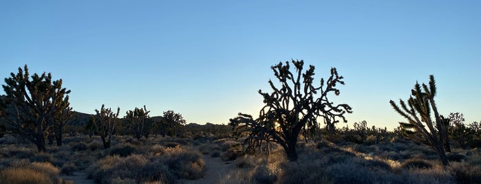Joshua Tree Forest is one of Sarah’s Liked Places.