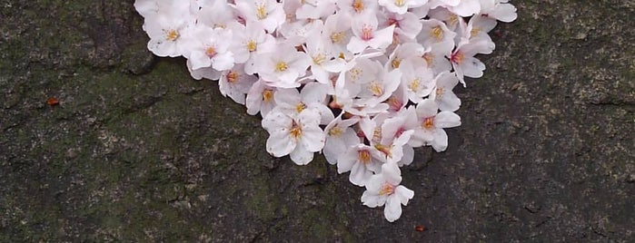 Chidorigafuchi Park is one of tokyo sites.