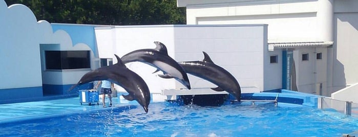 Niigata City Aquarium Marinepia Nihonkai is one of NGT48.