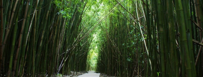 Bamboo Forest is one of Maui.