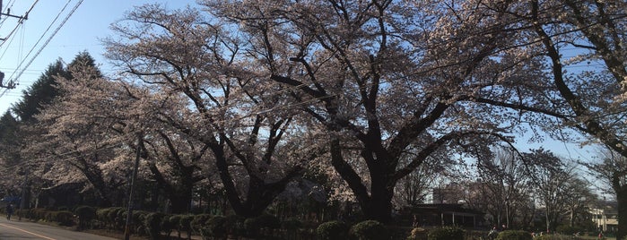 旭が丘中央公園 is one of Lugares favoritos de Sigeki.