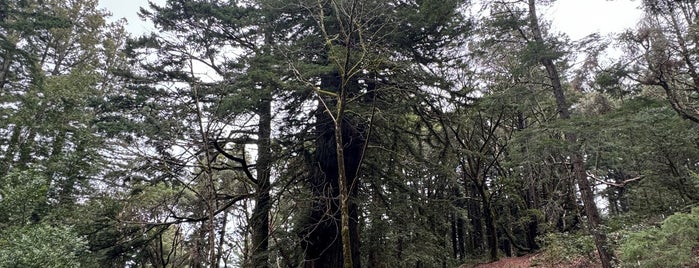 Methuselah Tree is one of South Bay.
