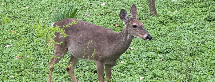 Audubon Naturalist Society - Woodend Nature Sanctuary is one of DMV.