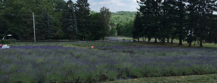 Peace Valley Lavender Farm is one of Lugares favoritos de Lizzie.