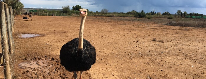 Artestruz Ostrich Farm Mallorca is one of Майорка На Машине 2019.