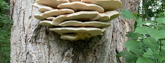 Appalachian trail is one of Lieux sauvegardés par Matthew.