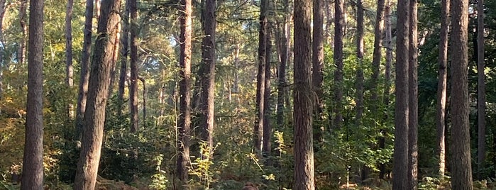 Kluisbos is one of Bene's spots in the Flemish Ardens.