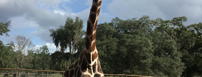 Giraffe Ranch Farm Tours is one of 🚗 Florida Road Trips.