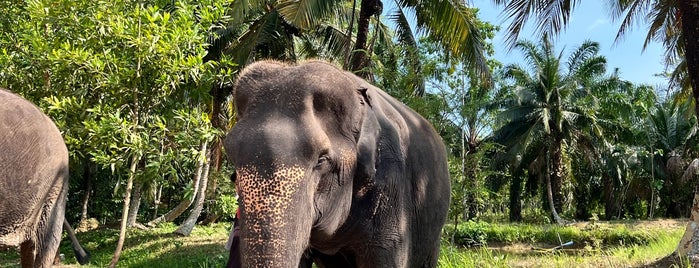 Ao Nang Elephant Sanctuary is one of Thailand - Bucket List.
