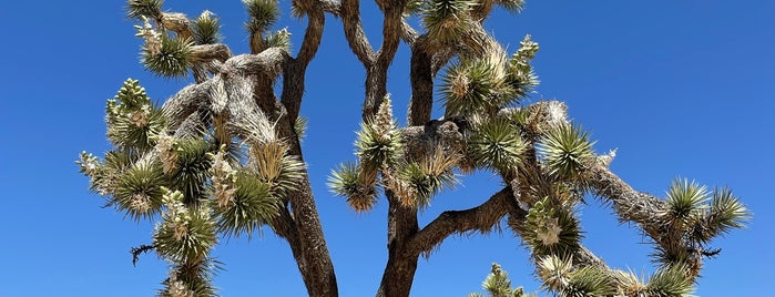 Joshua Tree National Park is one of Once a Californian, always a Californian!.