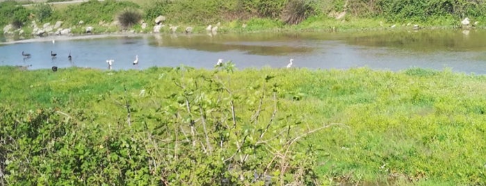 Kuş Cenneti is one of Samsun.