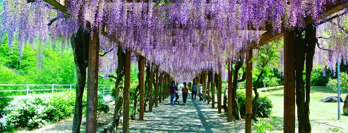 大三島藤公園 is one of しまなみ海道 Overseas Highway “Shimanami Kaido”.