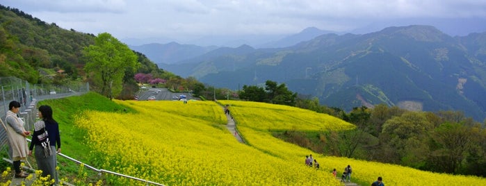 翠波高原 is one of 別子翠波はな街道 Category:drive,sightseeing,gourmet.