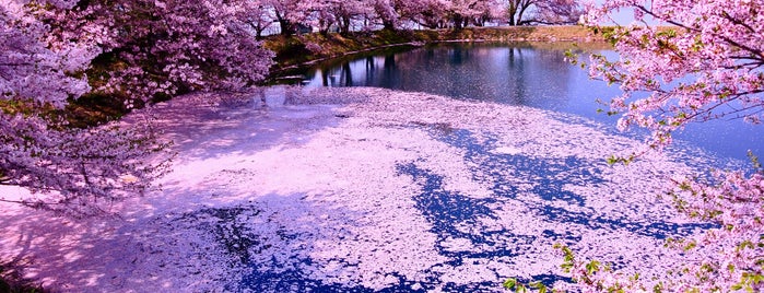 四国の桜スポット Cherryblossom In Shikoku