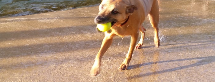 Barton Springs Dog Area is one of Lieux qui ont plu à Elia.