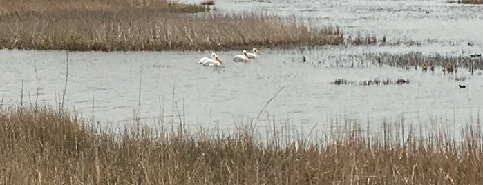 Cheyenne Bottoms Wildlife Area is one of 82 Best Birdwatching Spots in the US.