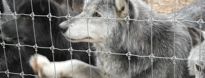Speedwell Wolf Sanctuary is one of Lugares favoritos de Lynn.