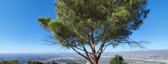 Magic Tree is one of LA.