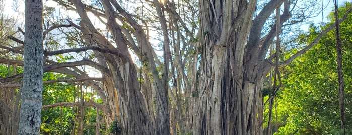 Banyan Tree is one of Lost: in Hawaii.