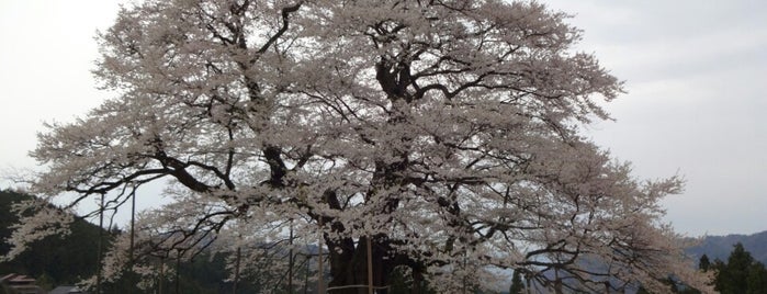 落合の醍醐桜 is one of 岡山の百分の一たち.