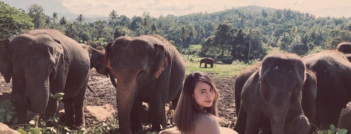 elephant Orphanage pinnawala is one of Sir Lanka.