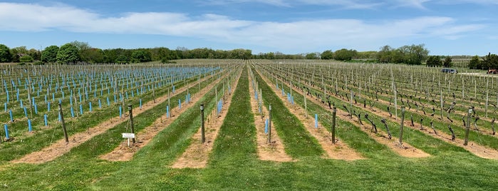 Bedell Cellars is one of long island wineries.