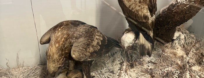 Booth Museum of Natural History is one of Brighton Favourites.