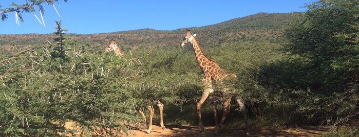 Zingela River Camp is one of My favourite places to Stay.