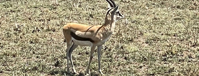 Serengeti Picnic Spot is one of Lieux sauvegardés par Soly.