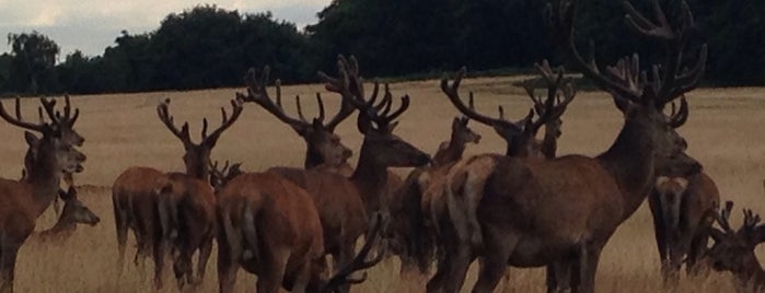 Richmond Park is one of London Outdoors & Parks.