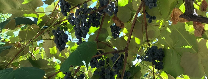 Naples Grape Festival is one of Roc.