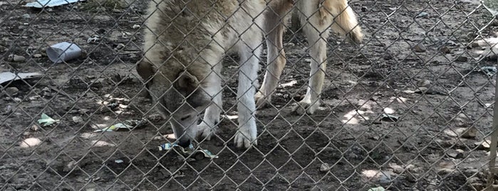 Saint Francis Wolf Sanctuary is one of Lieux qui ont plu à George.