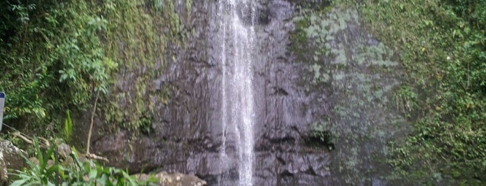 Mānoa Falls is one of Hawaii - Oahu.