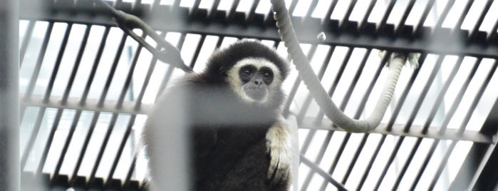 Lar gibbon is one of Tempat yang Disukai ぎゅ↪︎ん 🐾🦁.