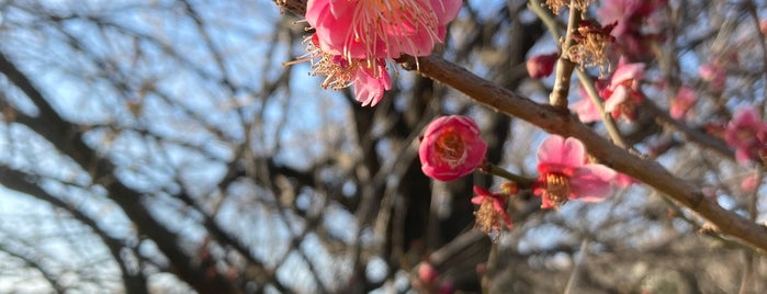 入江町公園 is one of 公園.