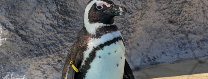 Penguin is one of The 15 Best Zoos in Tokyo.