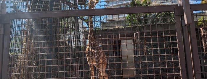 Giraffe is one of 東京.