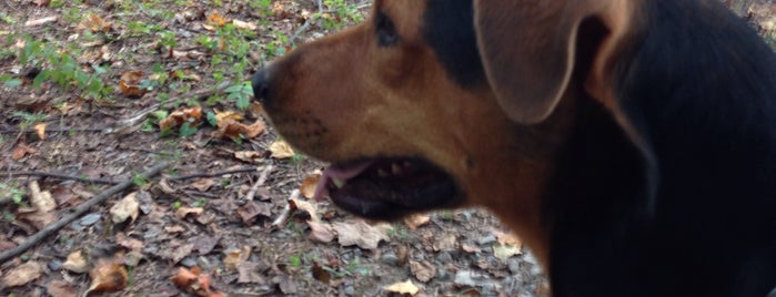 Vienna Dog Park is one of Lugares favoritos de Dmitri.