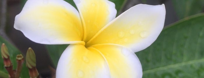 Haiku Plantation is one of Hawai'in Homes.