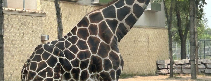 Giraffe Encounter is one of Trips, Honeymoon, etc..