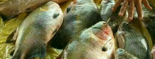 Feira do peixe is one of Apropp.